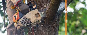 Best Tree Preservation Services  in Balm, FL