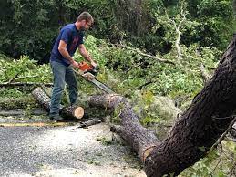 Best Hazardous Tree Removal  in Balm, FL